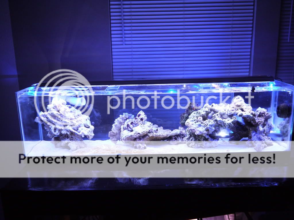 My final tank...(I think)...33 Long Rimless Forums